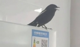 长尾四喜鸟大叫视频,揭秘其独特鸣叫之谜